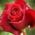 Ashraf Wayanad's profile image