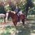 Deanna Fagerness's profile image