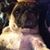 Jan Gidget Gillihan's profile image