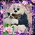 Stacey Johnson's profile image