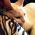 Kelly Frisco's profile image