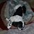 Susan Rego's profile image