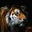 Melanie Kalia's profile image