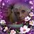 Robin Stidam Chapman's profile image