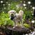 Sandra Meese Surratt's profile image