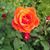 Juanita Duensing's profile image