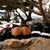 Margaret Mary Mantione-Garces's profile image
