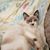 Sue Eriksen's profile image