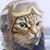 Joyce Scholhamer's profile image
