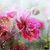 Deb Gordon-Knauff's profile image