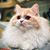 Pamela Tilton's profile image