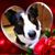 Jan Saylors's profile image