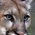 Rose Carradori Olenick's profile image