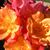 Holly Marshall's profile image