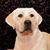 Gretchen Hyde's profile image