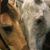Deb Cassity Javoroski's profile image