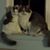 Tom Mehs's profile image