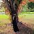 Vickie Steindorf Albano Shroyer's profile image
