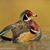 Ross Bachhuber's profile image