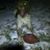 Haines Dennis's profile image