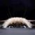 Sue Wieser's profile image