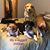 Barb Lanenga Vanderhoof's profile image