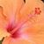 Lucille Hill's profile image