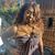 Nadine Ndelo's profile image