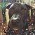 Diana Grazia's profile image