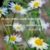 Dolores M Chapman's profile image