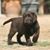 Duke-Tina Donahue's profile image