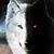 Sherri Lee Saddleblanket's profile image