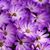 Carrie Rosier's profile image