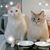 Sheryl Wadda Emralino's profile image