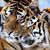 Ashley Mauk Neuburger's profile image