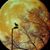 Thomas Israelian's profile image