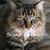 Lynn R Patton's profile image