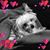 Jodi Lynn's profile image