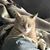 Caroline Hess's profile image