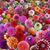 Nancy Carden's profile image