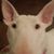 Lance Lewis's profile image