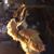 Sue Dyson Shotwell's profile image