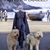 Lori Schnepp McLeaster's profile image