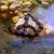 Tracey Schroder Roeder's profile image