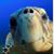 Noel Dalton's profile image