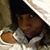 Margarita Williams's profile image