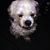 Wendy Jarvis's profile image