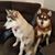 Tammy Spronz Pesavento's profile image