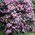 Betty Stallard's profile image