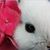 Coco Shanel's profile image